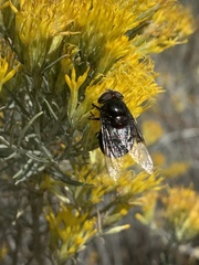 Copestylum violaceum