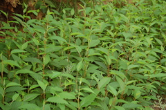 Alnus acuminata arguta