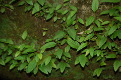 Alnus acuminata arguta