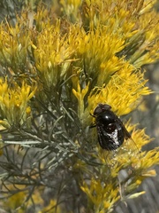 Copestylum violaceum