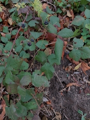 Rubus caesius