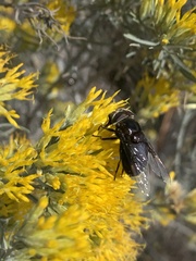 Copestylum violaceum