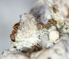 Pheidole bilimeki