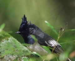 Trochocercus cyanomelas