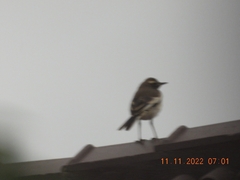 Motacilla maderaspatensis