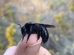 Xylocopa californica arizonensis