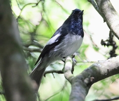 Trochocercus cyanomelas