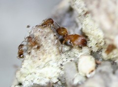 Pheidole bilimeki