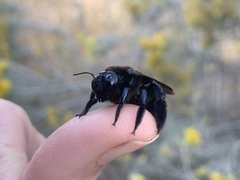 Xylocopa californica arizonensis