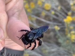 Xylocopa californica arizonensis