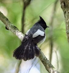 Trochocercus cyanomelas