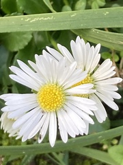 Bellis perennis