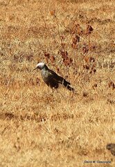 Lamprotornis albicapillus