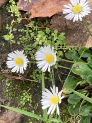 Bellis perennis
