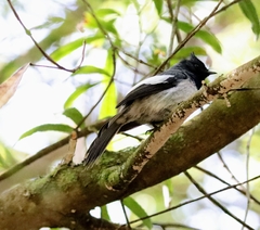 Trochocercus cyanomelas