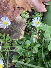 Bellis perennis