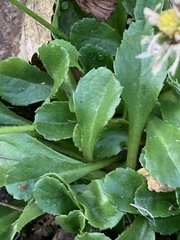 Bellis perennis