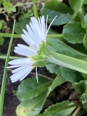 Bellis perennis