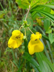Calceolaria