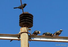 Lamprotornis albicapillus