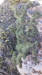 Lichinaceae