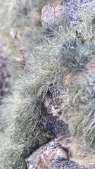 Lichinaceae