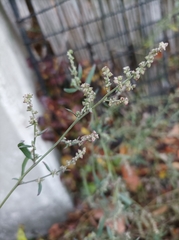 Atriplex oblongifolia