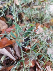 Atriplex oblongifolia