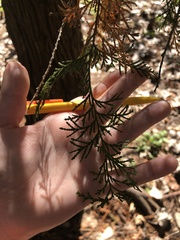 Chamaecyparis thyoides