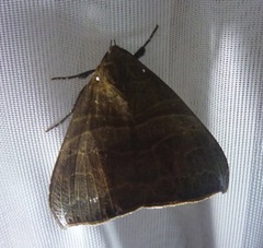 Ophisma