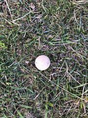 Lycoperdon pratense