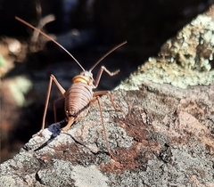 Lluciapomaresius anapaulae