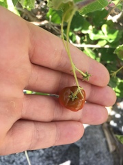 Malpighia diversifolia