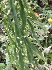 Erigeron canadensis