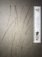 Xyris montana