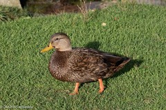 Anas rubripes × platyrhynchos