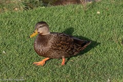 Anas rubripes × platyrhynchos