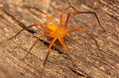 Suemus punctatus