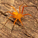 Orange Running Spider - Photo (c) Rudolph Steenkamp, some rights reserved (CC BY-NC), uploaded by Rudolph Steenkamp