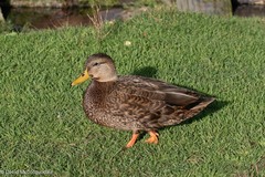 Anas rubripes × platyrhynchos