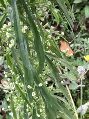 Erigeron canadensis