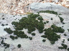 Schistidium apocarpum