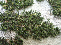 Schistidium apocarpum