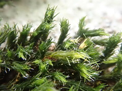 Schistidium apocarpum