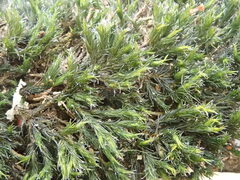 Schistidium apocarpum