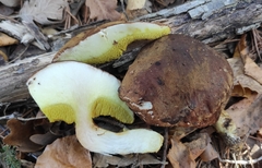 Xerocomus ferrugineus