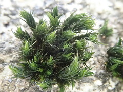 Schistidium apocarpum