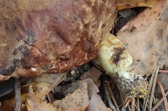 Xerocomus ferrugineus