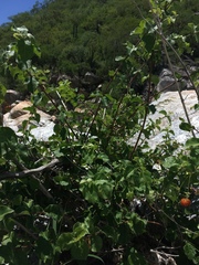 Malpighia diversifolia