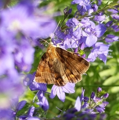 Euclidia glyphica